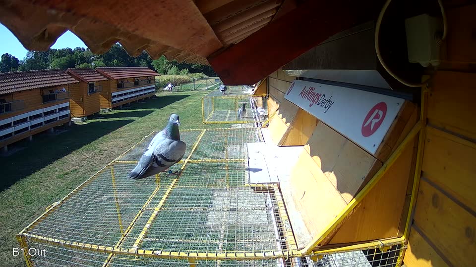 Pigeon Arrival Image For Race Race 2