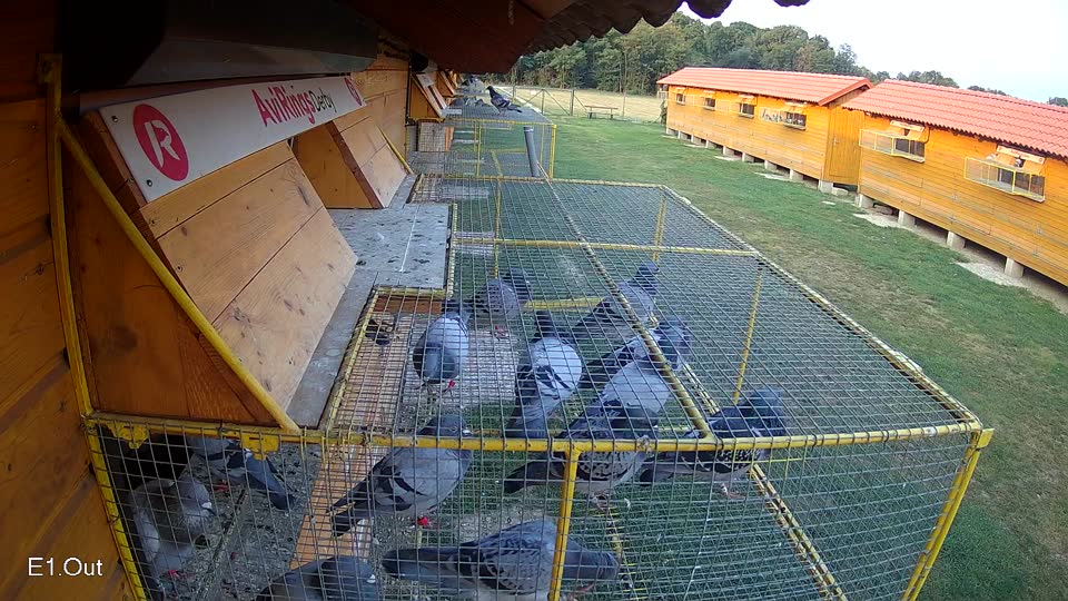 Pigeon Arrival Image For Race Race 4