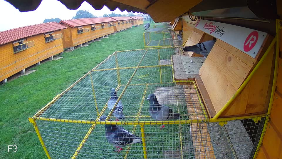 Pigeon Arrival Image For Race Final race 1