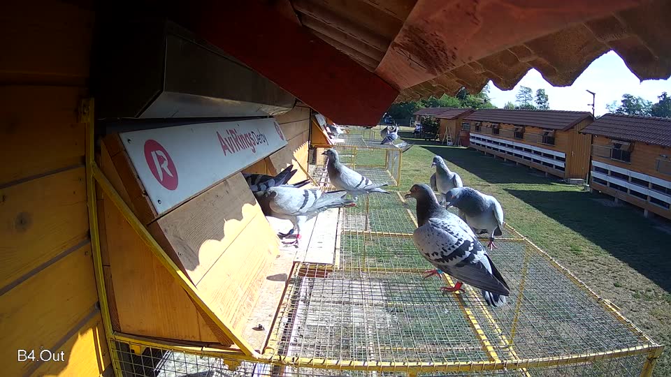 Pigeon Arrival Image For Race Race 2
