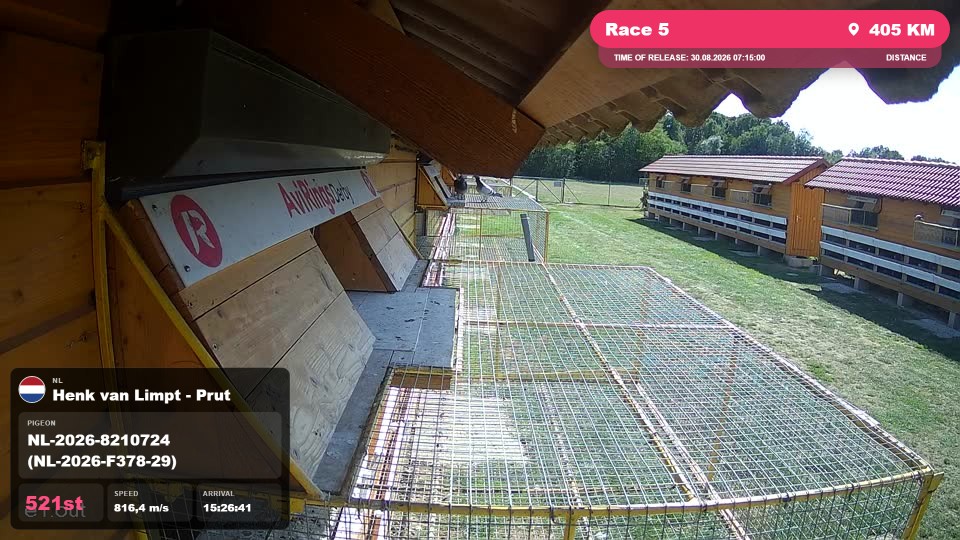 Pigeon Arrival Image For Race Race 5