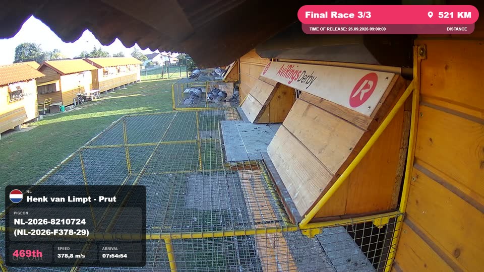 Pigeon Arrival Image For Race Final Race 3/3