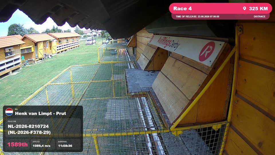 Pigeon Arrival Image For Race Race 4