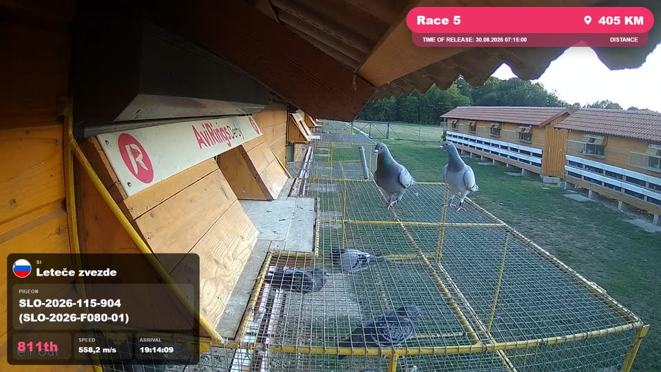 Pigeon Arrival Image For Race Race 5