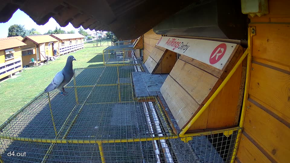 Pigeon Arrival Image For Race Race 2