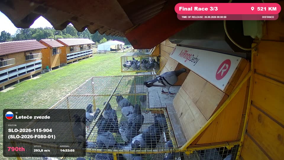 Pigeon Arrival Image For Race Final Race 3/3