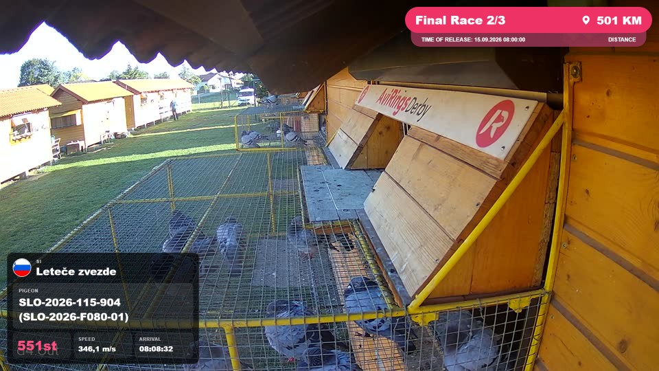 Pigeon Arrival Image For Race Final Race 2/3