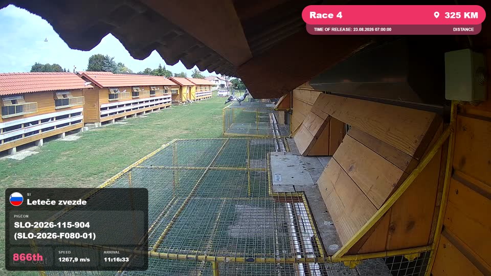Pigeon Arrival Image For Race Race 4