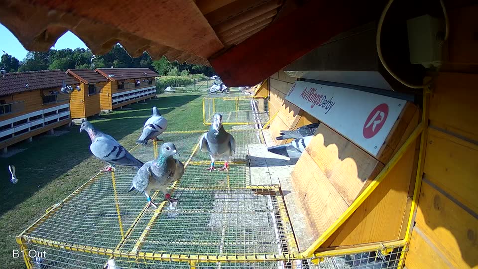 Pigeon Arrival Image For Race Race 1