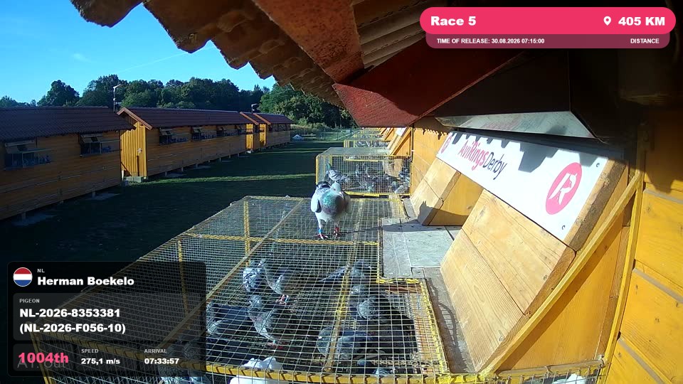 Pigeon Arrival Image For Race Race 5