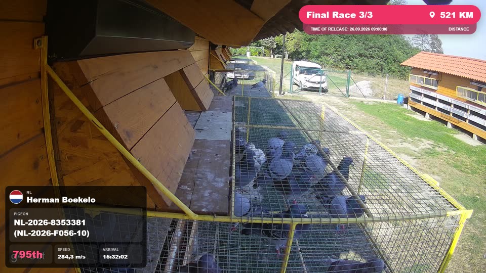 Pigeon Arrival Image For Race Final Race 3/3