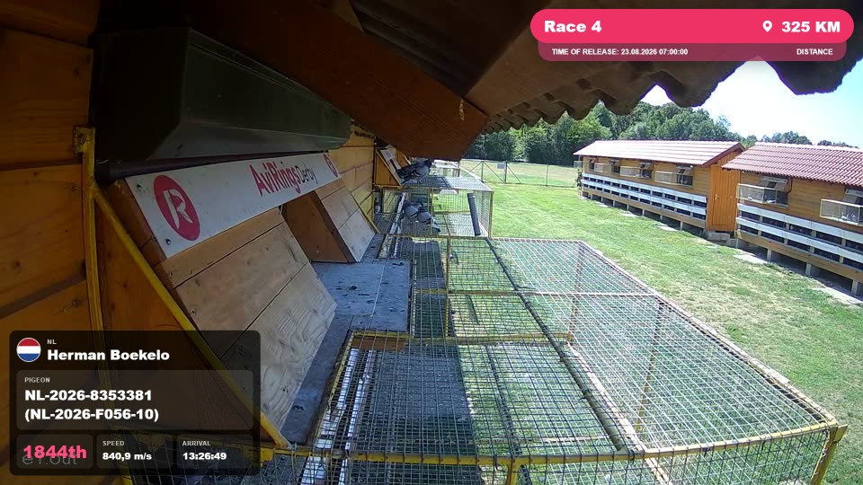 Pigeon Arrival Image For Race Race 4