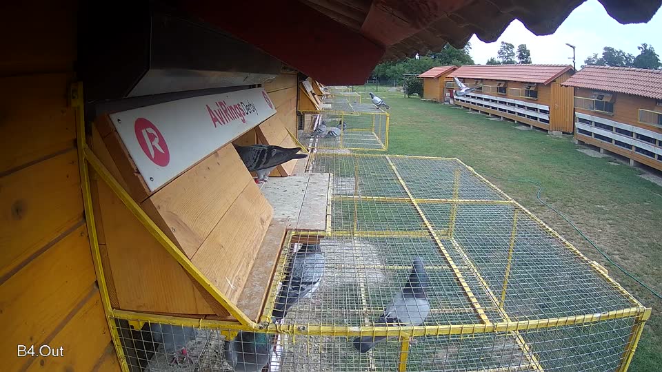 Pigeon Arrival Image For Race Race 3