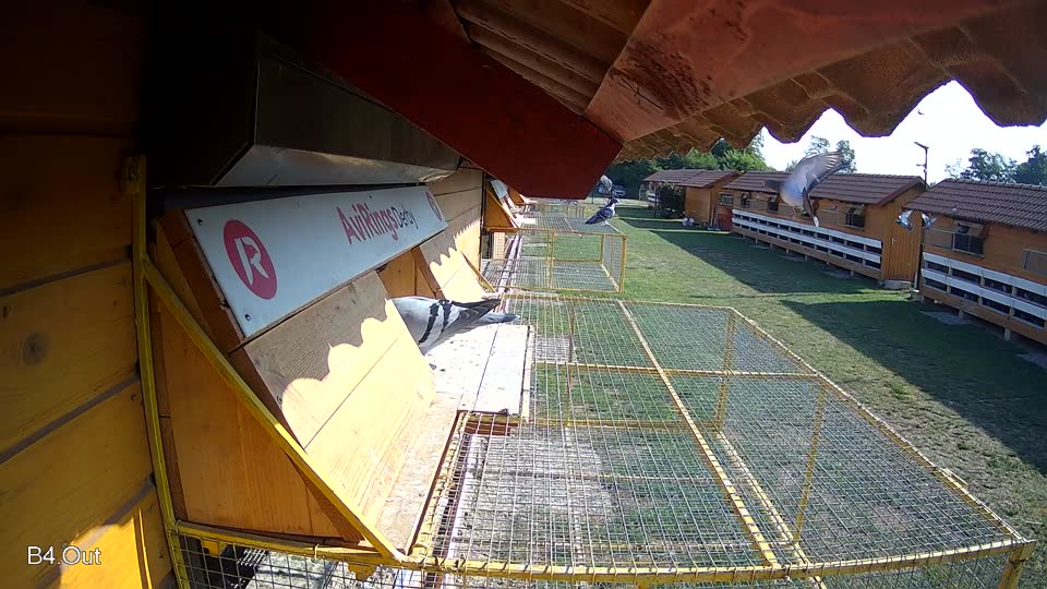 Pigeon Arrival Image For Race Race 1