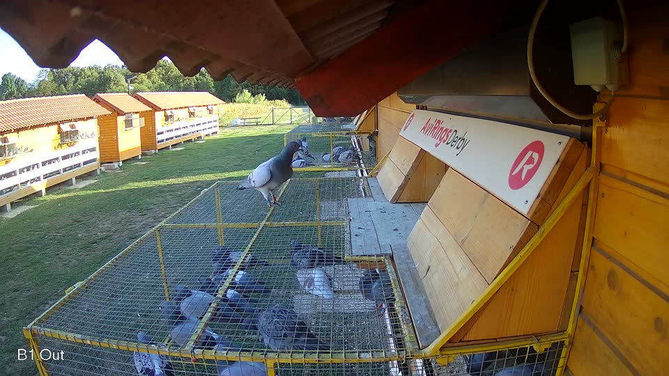 Pigeon Arrival Image For Race Race 5