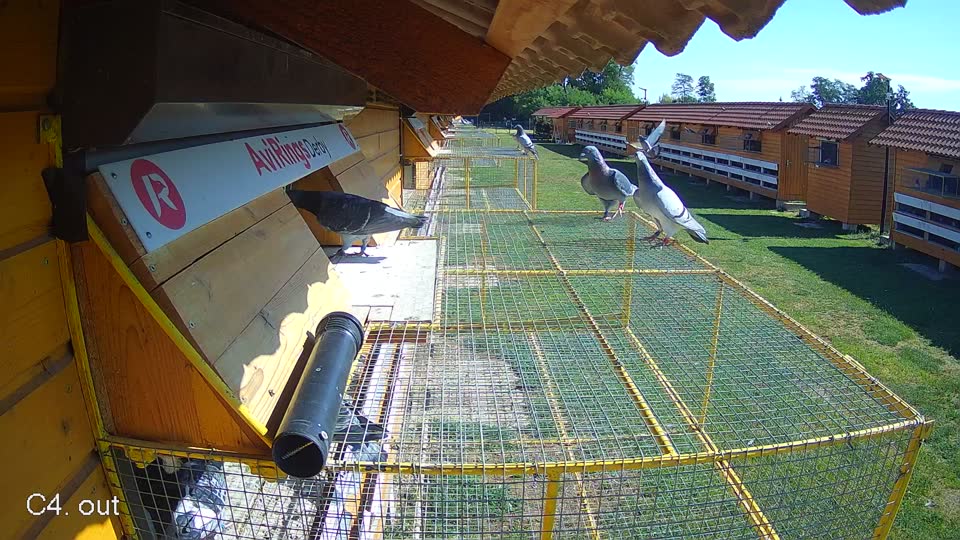 Pigeon Arrival Image For Race Race 2
