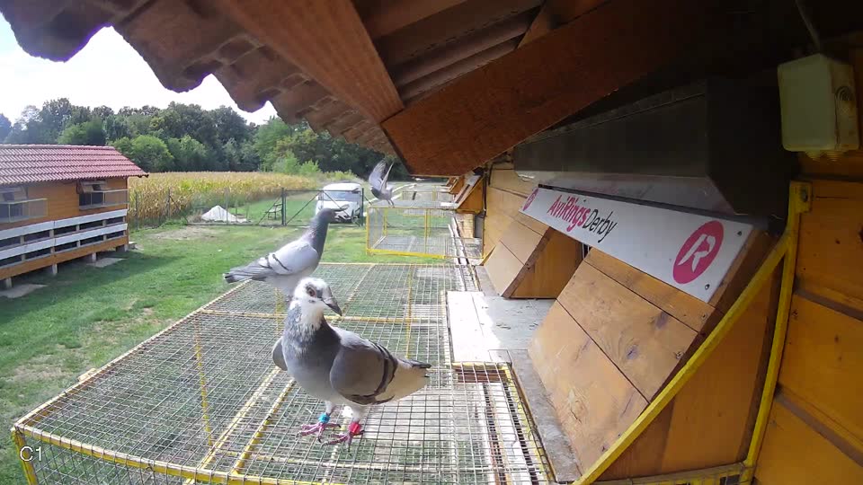 Pigeon Arrival Image For Race Race 4
