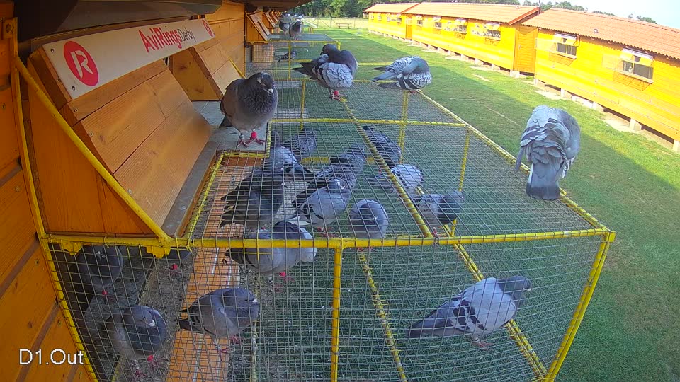 Pigeon Arrival Image For Race Race 4