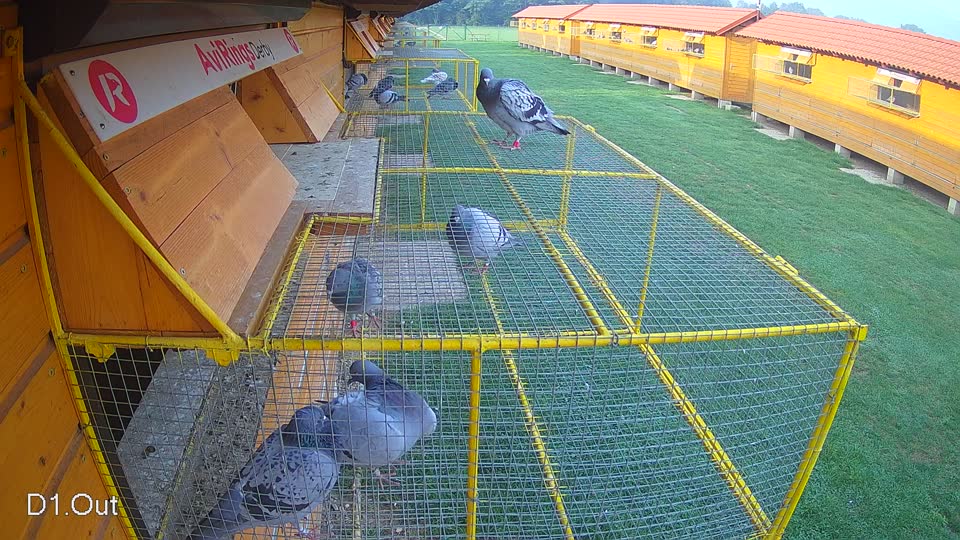 Pigeon Arrival Image For Race Final race 1