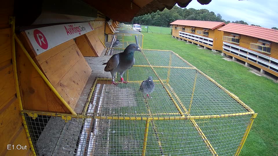 Pigeon Arrival Image For Race Final race 2