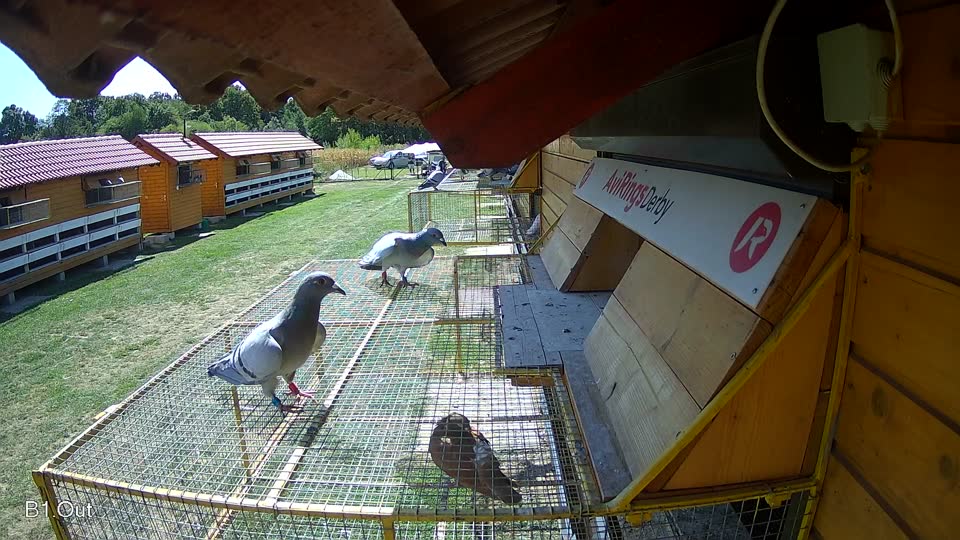 Pigeon Arrival Image For Race Race 5