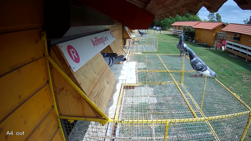 Pigeon Arrival Image For Race Race 4