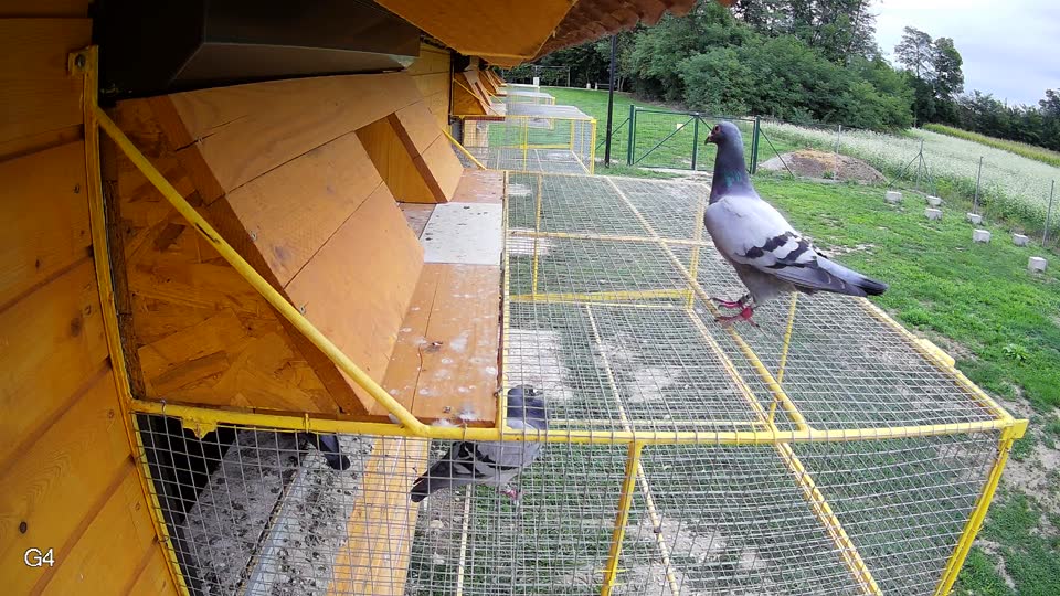 Pigeon Arrival Image For Race Race 6