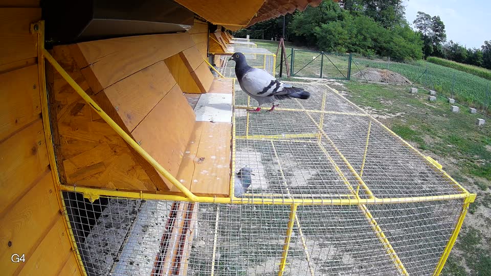 Pigeon Arrival Image For Race Race 4