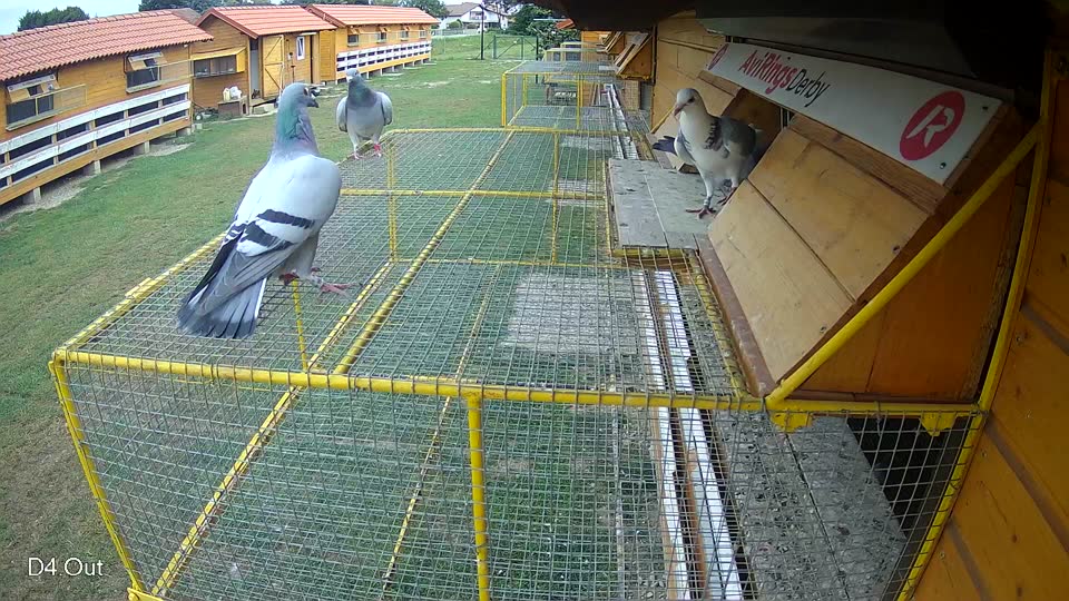 Pigeon Arrival Image For Race Race 3