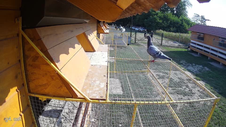 Pigeon Arrival Image For Race Race 1