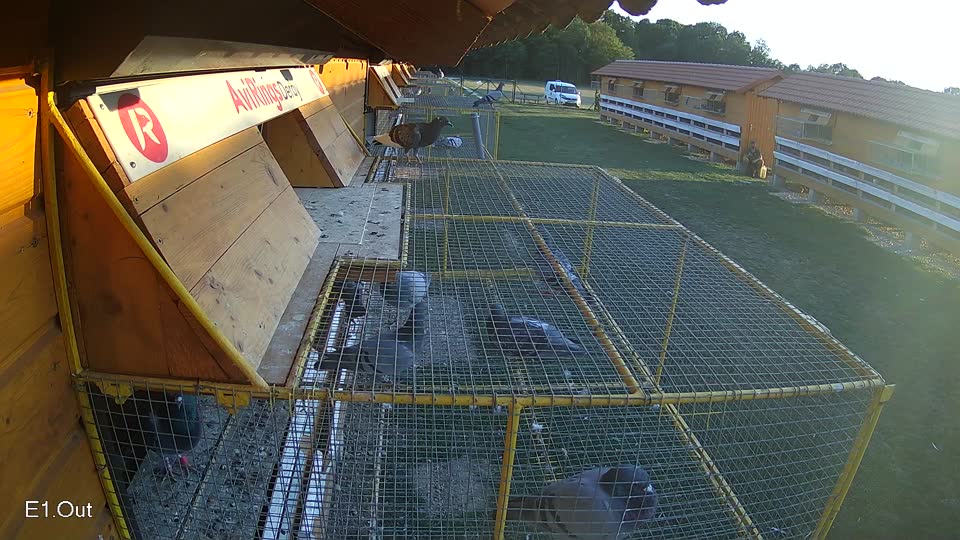 Pigeon Arrival Image For Race Race 5