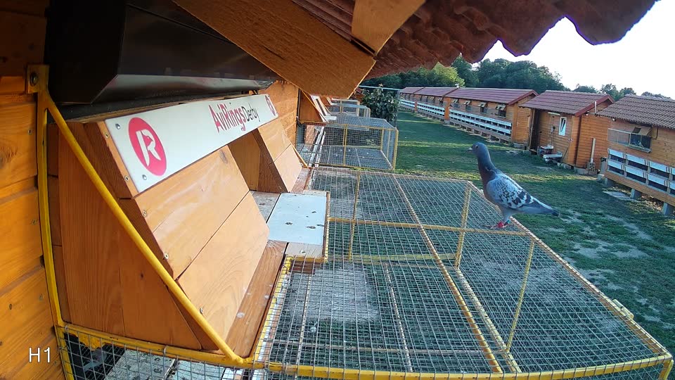 Pigeon Arrival Image For Race Race 5