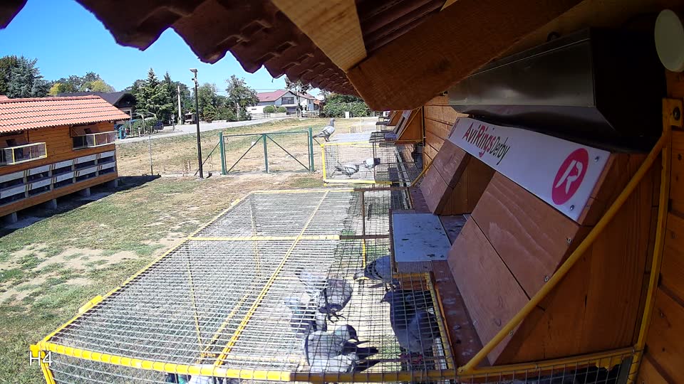 Pigeon Arrival Image For Race Race 3
