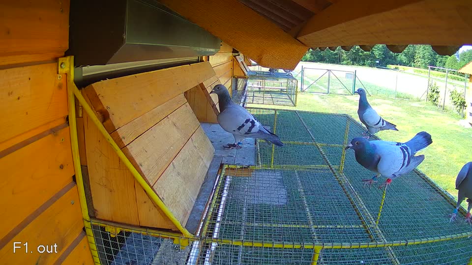 Pigeon Arrival Image For Race Race 2