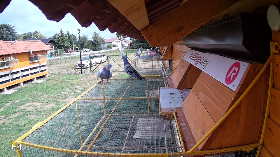 Pigeon Arrival Image For Race Race 4