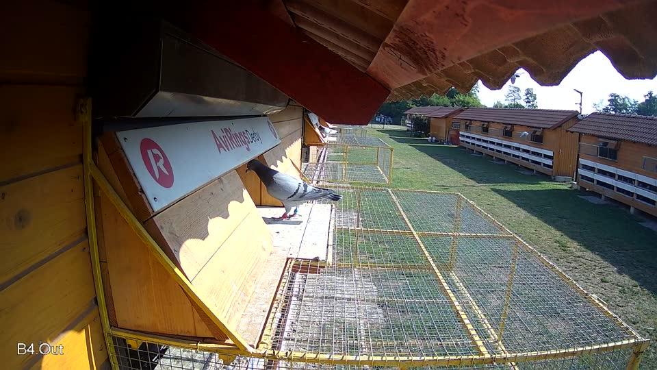 Pigeon Arrival Image For Race Race 1