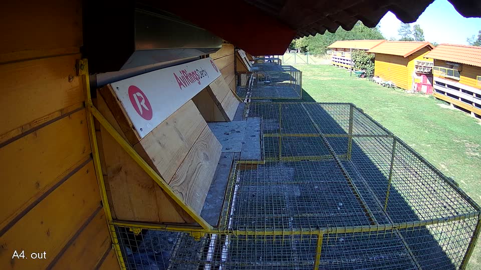 Pigeon Arrival Image For Race Final Race 1/3