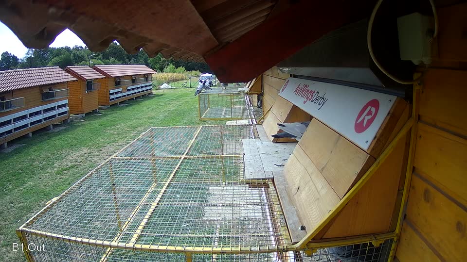 Pigeon Arrival Image For Race Race 4