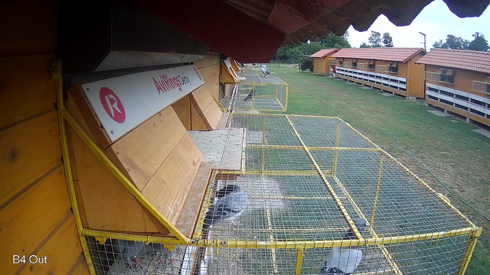 Pigeon Arrival Image For Race Race 3