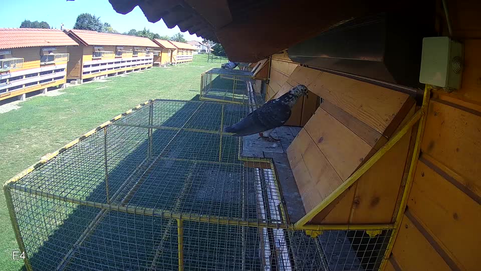 Pigeon Arrival Image For Race Race 2