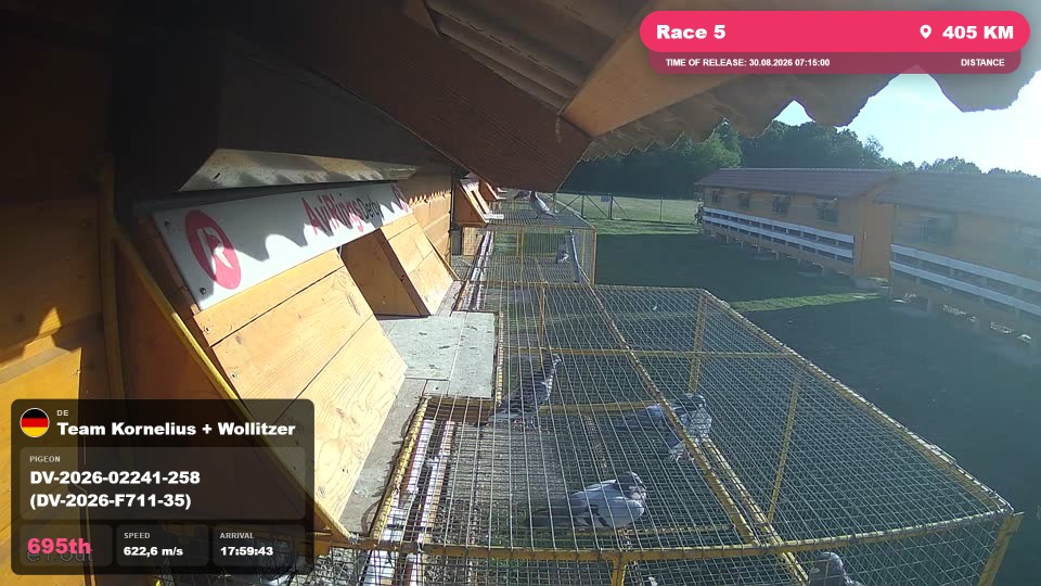 Pigeon Arrival Image For Race Race 5