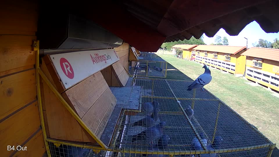 Pigeon Arrival Image For Race Race 3