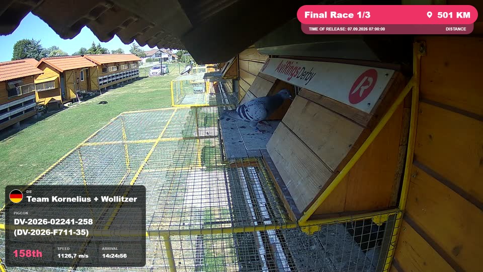 Pigeon Arrival Image For Race Final Race 1/3
