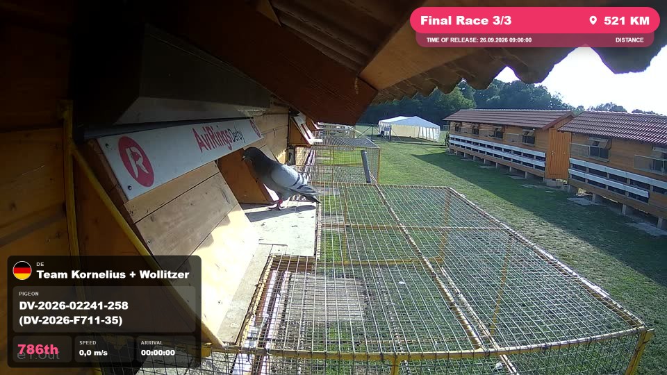 Pigeon Arrival Image For Race Final Race 3/3