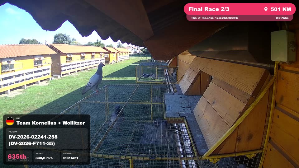 Pigeon Arrival Image For Race Final Race 2/3