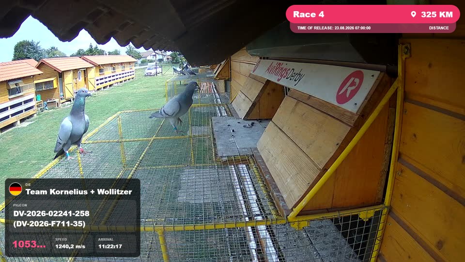 Pigeon Arrival Image For Race Race 4