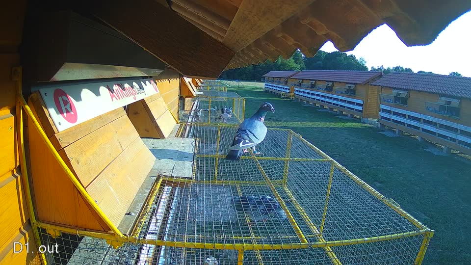 Pigeon Arrival Image For Race Race 1