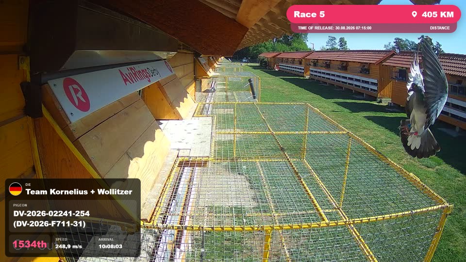 Pigeon Arrival Image For Race Race 5