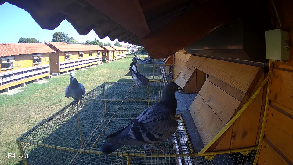 Pigeon Arrival Image For Race Race 2