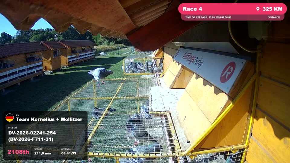 Pigeon Arrival Image For Race Race 4